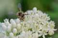 White Swamp milkweed Asclepias incarnata Ice Ballet, white flowers and a honeybee